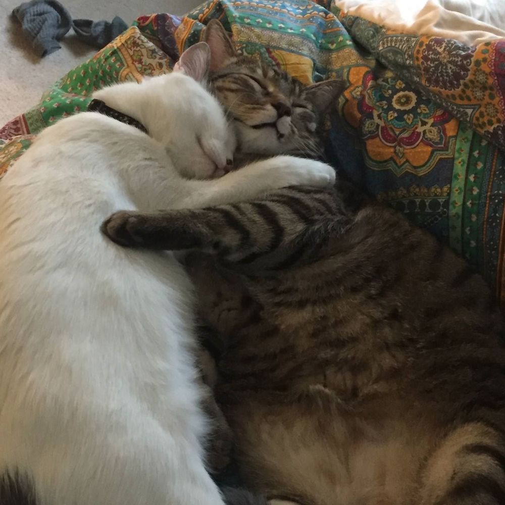 Meet your Posher, Nikki